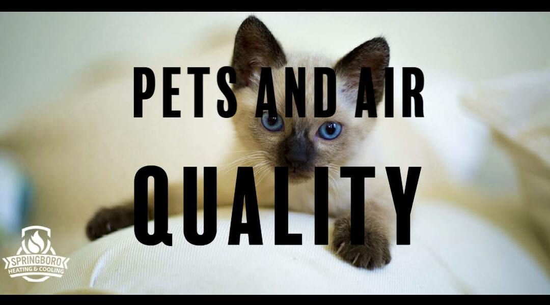 Pet Owners: How to Keep Pets and Keep Healthy Air Quality